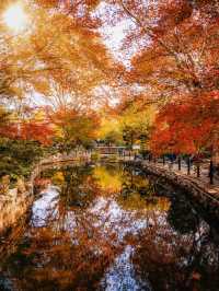 又是一年楓葉紅時魯迅公園賞楓攻略來啦！