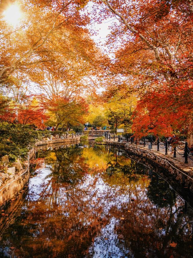 又是一年楓葉紅時魯迅公園賞楓攻略來啦！