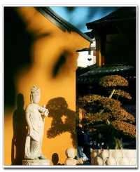 別擠外灘！青浦千年銀杏藏著上海最美秋！