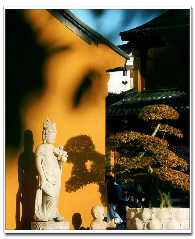 別擠外灘！青浦千年銀杏藏著上海最美秋！