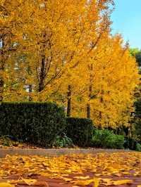 一場落在肇嘉浜路中的銀杏雨。