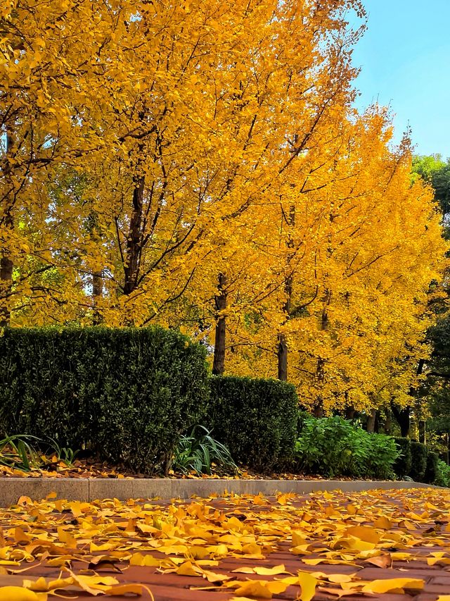 一場落在肇嘉浜路中的銀杏雨。