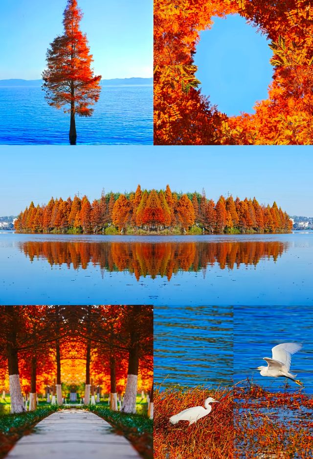 昆明冬日裡的紅色浪漫之旅,這裡的冬天不是白雪皚皚,而是被紅杉染成一片絢麗的紅色海洋~ 住宿推薦 昆明冬日裡的紅色浪漫之旅,這裡的冬天不是白雪皚皚,而是被紅杉染成一片絢麗的紅色海洋~ 住宿推薦