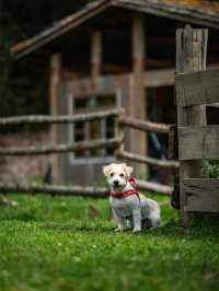 帶狗子去川西「小瑞士」阿布的若丁山|誰說川西只有稻城