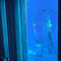 三亞亞特蘭蒂斯必玩!水族館+水世界雙體驗,錯過等於白來