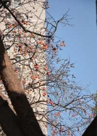 【住美豪，尋冬趣｜遇見香火與暖陽交織的古都冬天】