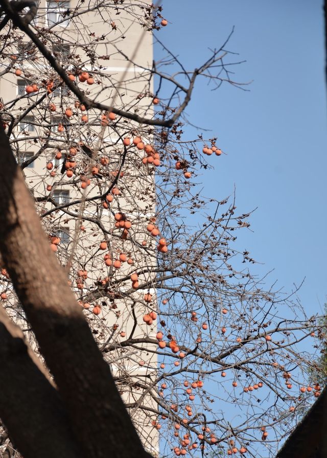 【住美豪，尋冬趣｜遇見香火與暖陽交織的古都冬天】