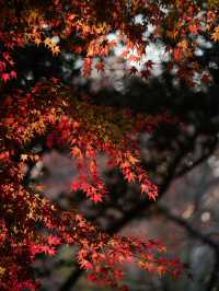 上海魯迅公園｜初冬限定！這片紅楓林美到窒息