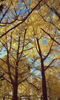 翠湖公園怎麼玩?本地人私藏路線,避開人潮賞冬櫻