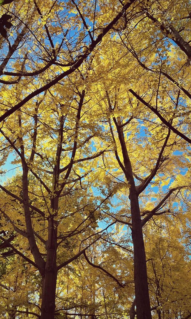 翠湖公園怎麼玩?本地人私藏路線,避開人潮賞冬櫻 翠湖公園怎麼玩?本地人私藏路線,避開人潮賞冬櫻