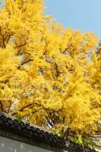 揚州的秋色真的值得專程去一趟