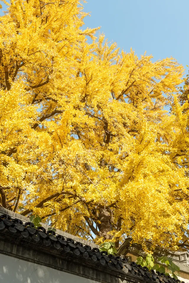 揚州的秋色真的值得專程去一趟