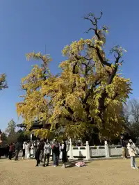 南京千年銀杏|原片直出無濾鏡