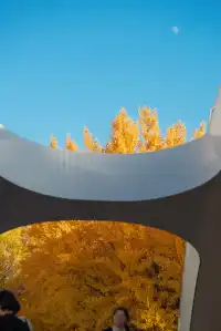 高架橋取景框裡的金色銀杏