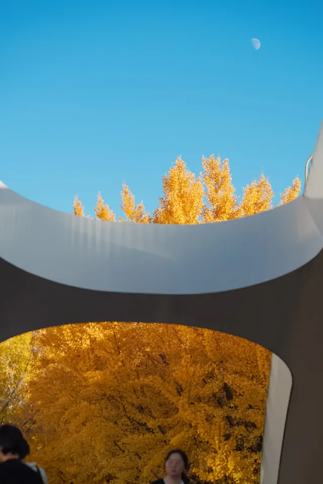 高架橋取景框裡的金色銀杏