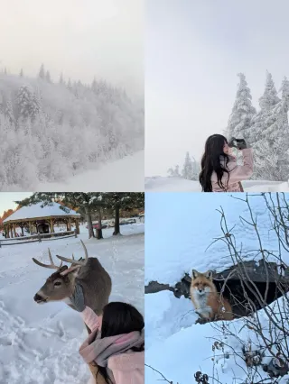 追雪日記翠湖山莊野生動物園