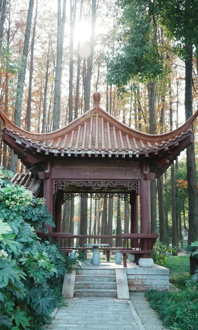 武漢東湖邊藏了個金色+鏽紅色的油畫秋天 武漢東湖邊藏了個金色+鏽紅色的油畫秋天