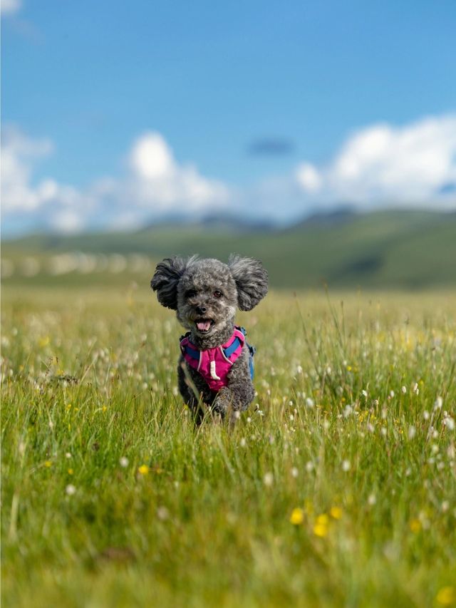 油畫般的「宗塔七色草原」是戶外人遛狗樂園 油畫般的「宗塔七色草原」是戶外人遛狗樂園