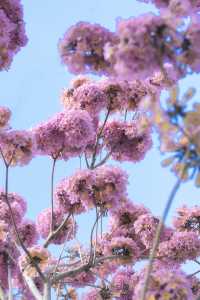 12.11拍|深圳紫花風鈴木開滿啦