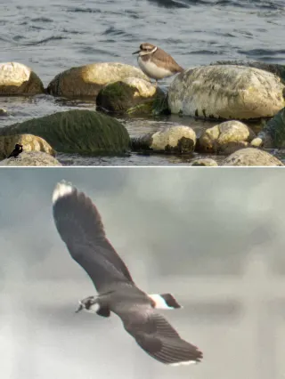 Dujiangyan Birdwatching|Two Visits in One Place: Liyutuo Bridge + Lingyanshan