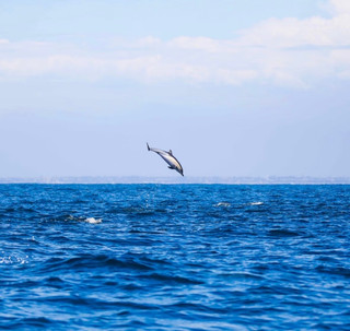 Complete Guide to Whale Watching with Kids in Newport Beach