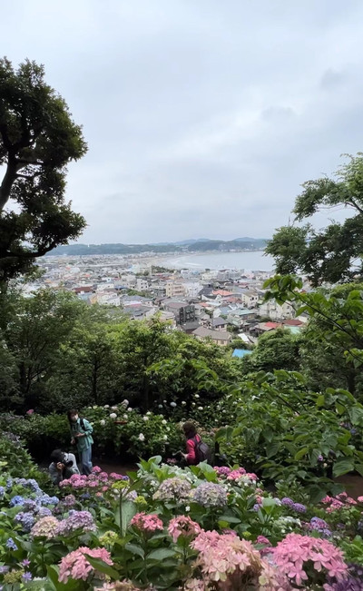Complete Guide to Viewing Hydrangeas at Hase-dera Temple in