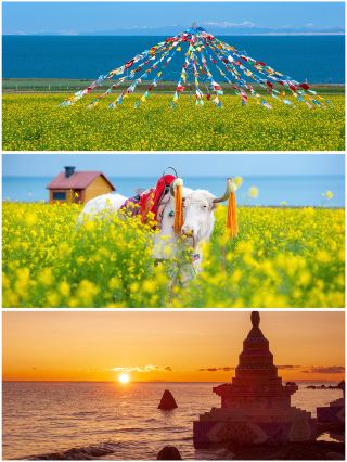 หยุดถามได้แล้ว! ที่ชิงไห่ไม่มีคำถาม! เดือนกรกฎาคมเป็นช่วงที่ดอกเรพซีดบานสะพรั่งที่สุด ดังนั้นออกไปชมได้เลย!