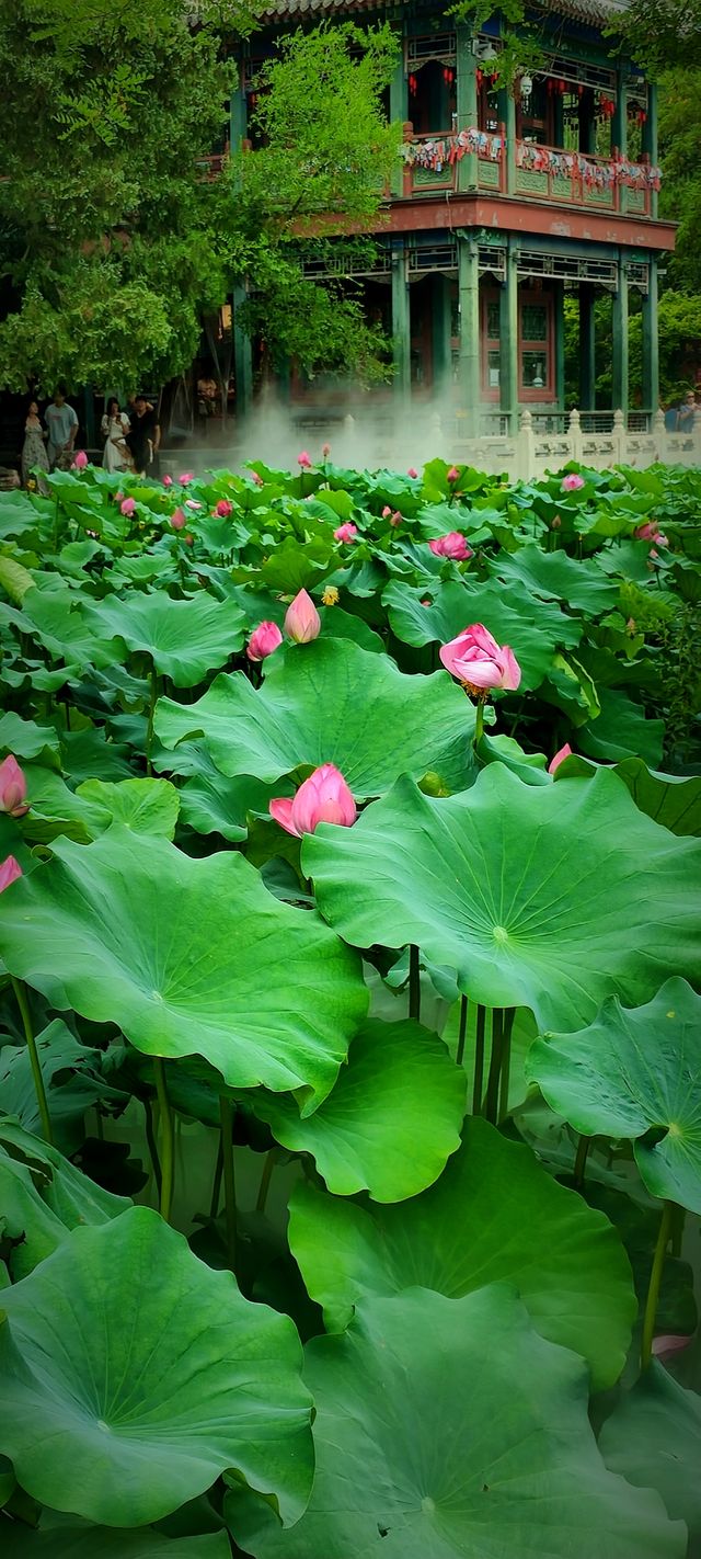 北京盛夏的粉色秘境蓮花池公園太仙了!