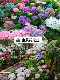 濟州島玩透攻略5條寶藏路線