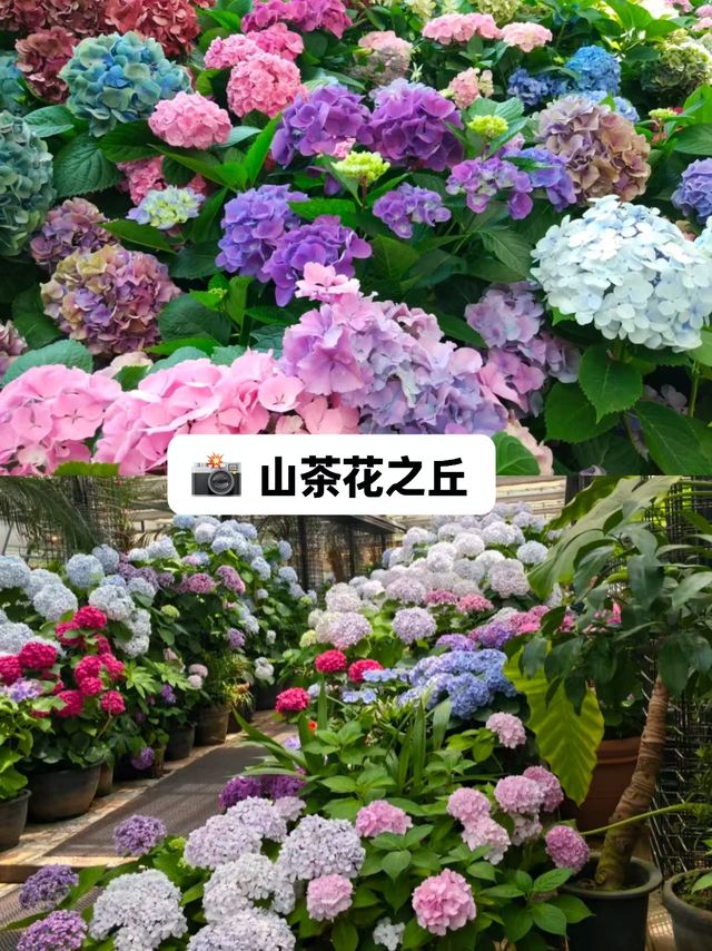 濟州島玩透攻略5條寶藏路線