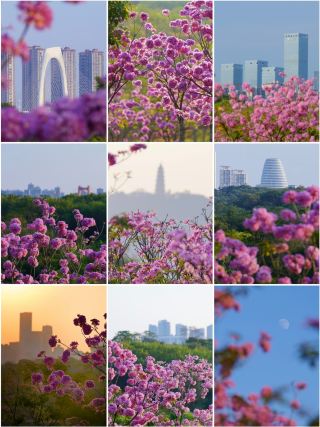 칭슈산 보라색 바람꽃이 피기 시작했어요! 난닝의 가을·겨울 한정 부드러운 꽃구경