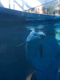 【全方位環繞主水槽的水族館】