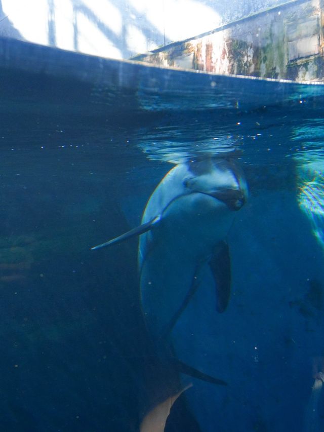 【全方位環繞主水槽的水族館】