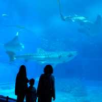 รีวิว - Okinawa Churaumi Aquarium @ญี่ปุ่น 🇯🇵