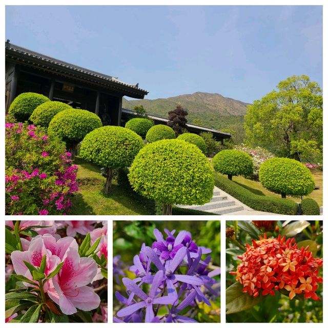 期間限定:賞許願藤🪻@慈山寺
