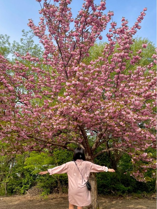 앞으로 2주 뒤 만날 수 있는 탐스런 겹벚꽃 세상🌸
