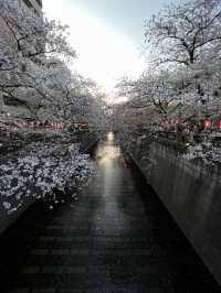 圧巻の桜が見える桜の人気スポット中目黒