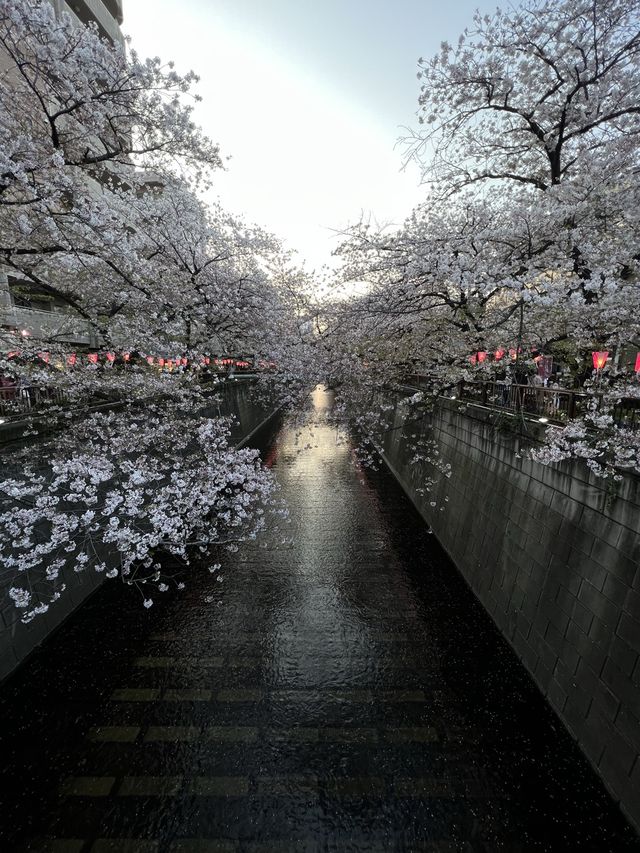 圧巻の桜が見える桜の人気スポット中目黒