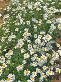데이지꽃이 가득한 서산 용장천 🌼