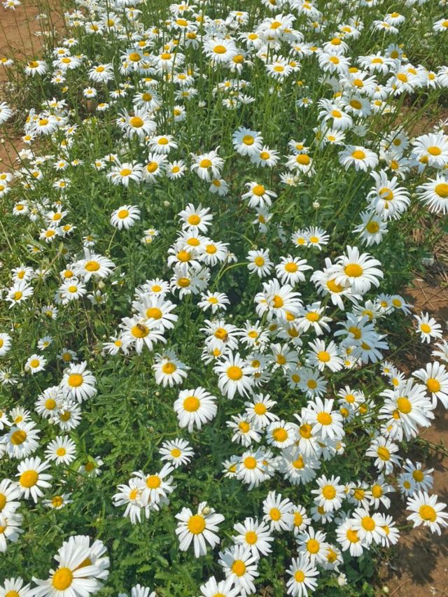 데이지꽃이 가득한 서산 용장천 🌼