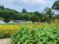 เที่ยวญี่ปุ่น Gifu World Rose Garden 