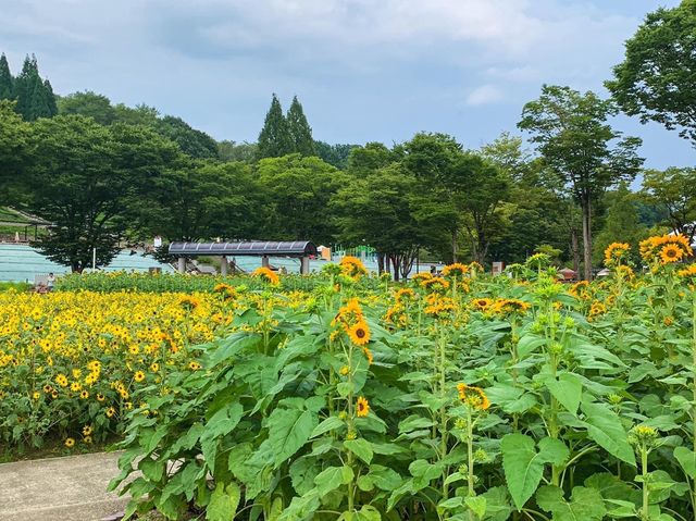 เที่ยวญี่ปุ่น Gifu World Rose Garden 