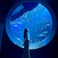 📍DMMかりゆし水族館/沖縄