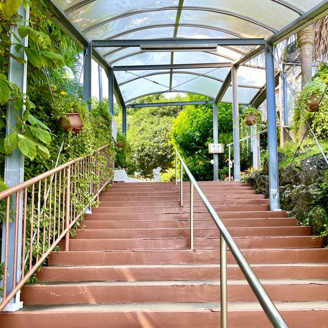 熱川バナナワニ園🍌絶対見逃せない「オオオニバス」