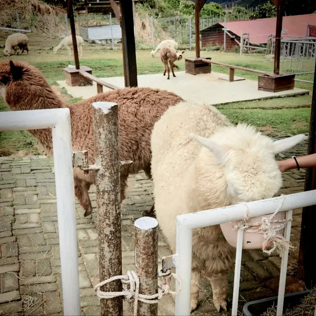 Have fun touching Alpacas in Kundasang!