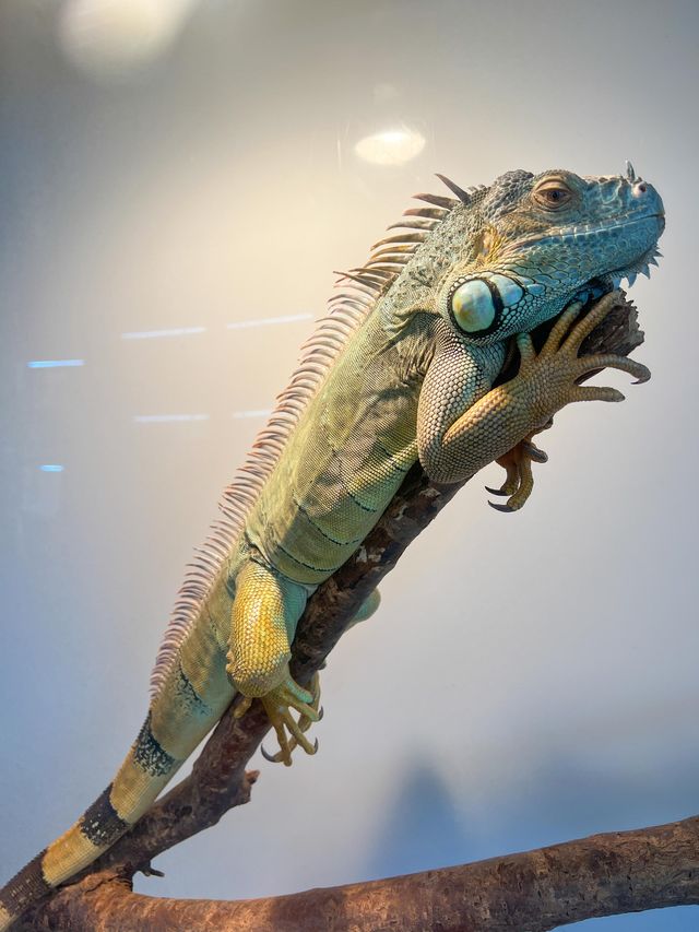 파충류들을 볼 수 있는 용인 실내카페🦎