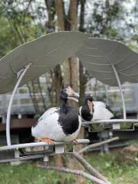 Bird Paradise Singapore