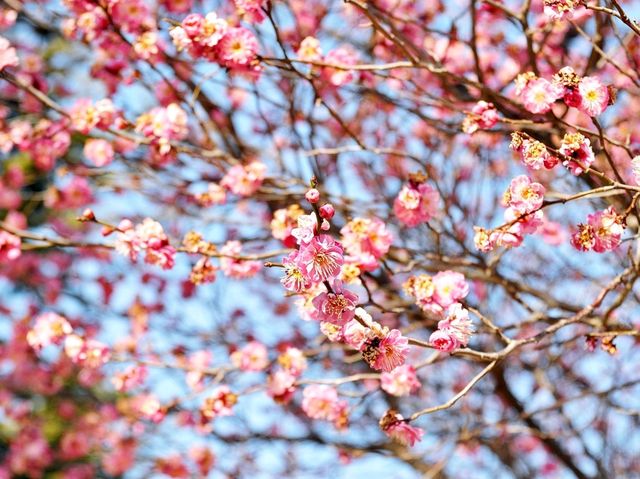 부산에서 홍매화가 가장 빨리 피는곳🌸