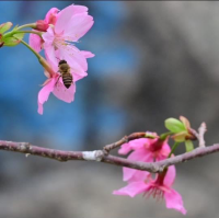 東涌觀景山睇樱花🌸
