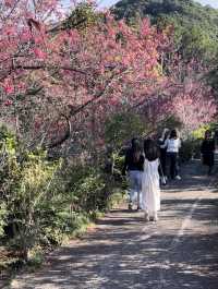香港賞櫻系列-嘉道理農場鐘花櫻桃